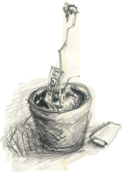 PLANT
